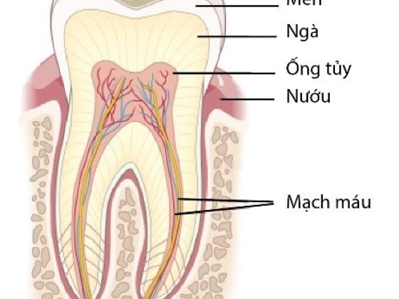 TẦM QUAN TRỌNG CỦA TỦY RĂNG VỚI SỨC KHỎE RĂNG MIỆNG NHƯ THẾ NÀO?